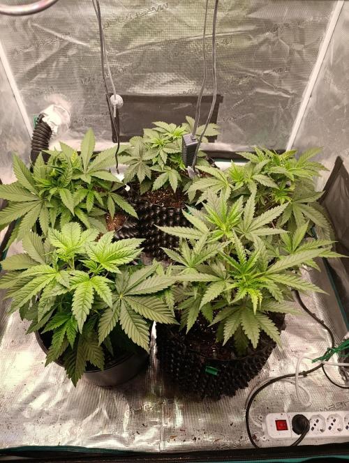Zillions/Barney'S. Week 4