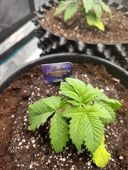 Eternity Grow cup 2026 /Sticky broccoli. Week 4