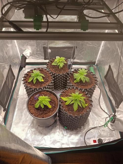 Eternity Grow cup 2026 /Sticky broccoli. Week 4