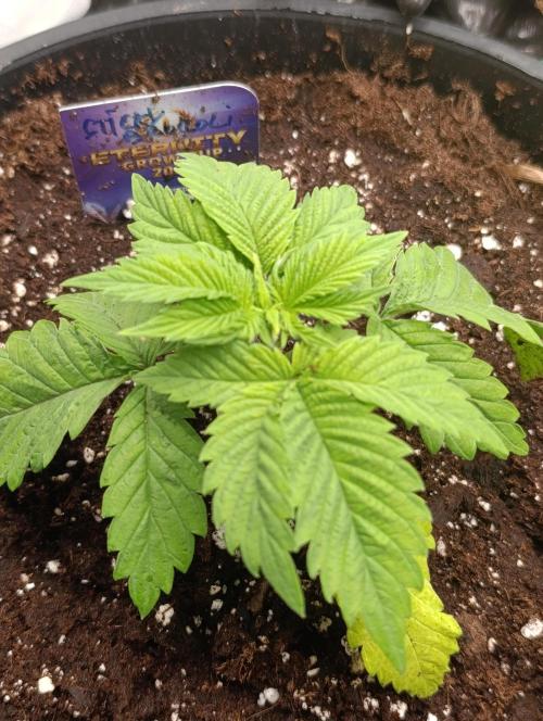 Eternity Grow cup 2026 /Sticky broccoli. Week 4