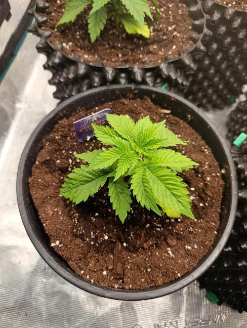 Eternity Grow cup 2026 /Sticky broccoli. Week 4