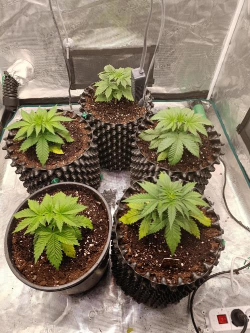 Eternity Grow cup 2026 /Sticky broccoli. Week 4