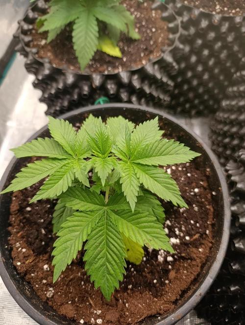 Eternity Grow cup 2026 /Sticky broccoli. Week 4