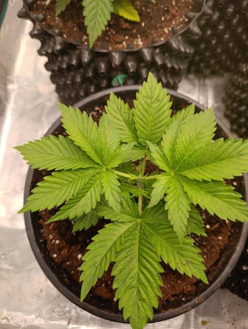Eternity Grow cup 2026 /Sticky broccoli. Week 4