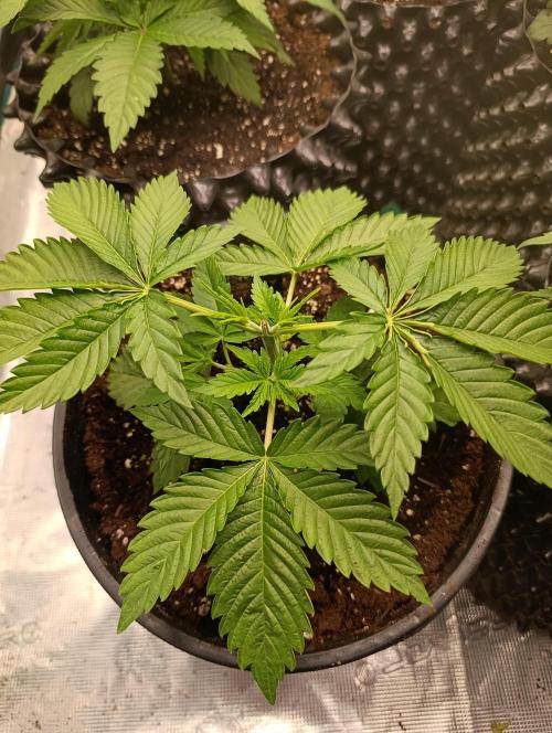 Eternity Grow cup 2026 /Sticky broccoli. Week 4