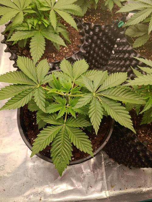 Eternity Grow cup 2026 /Sticky broccoli. Week 4