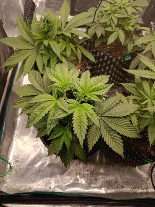 Eternity Grow cup 2026 /Sticky broccoli. Week 4