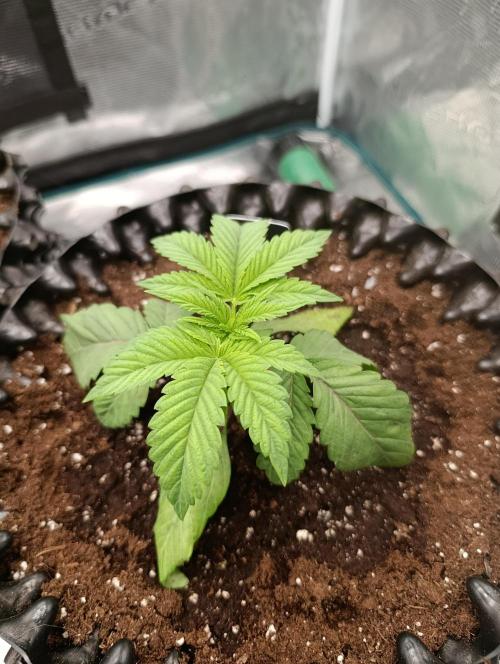 Cherry strudel Sherbisnky/Sensi seeds. Week 4