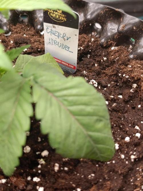 Cherry strudel Sherbisnky/Sensi seeds. Week 4