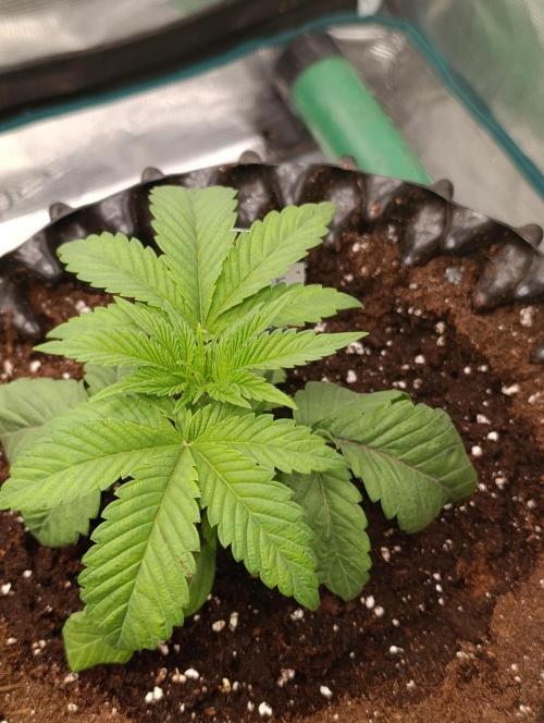 Cherry strudel Sherbisnky/Sensi seeds. Week 4