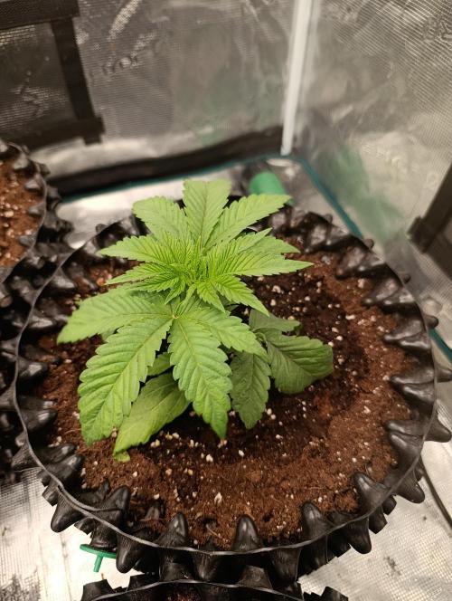 Cherry strudel Sherbisnky/Sensi seeds. Week 4