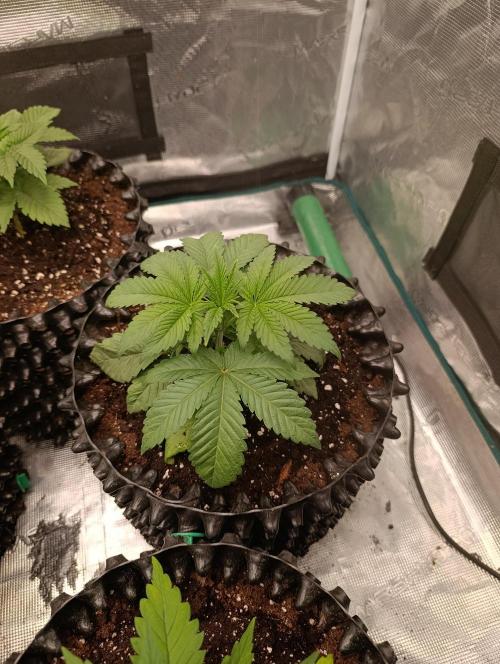 Cherry strudel Sherbisnky/Sensi seeds. Week 4