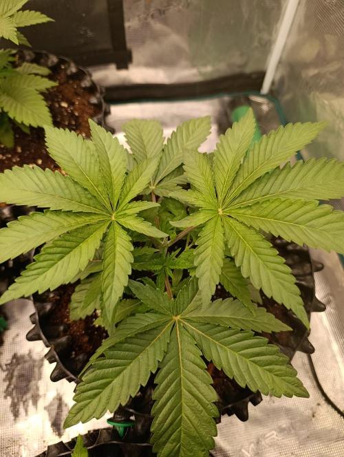 Cherry strudel Sherbisnky/Sensi seeds. Week 4