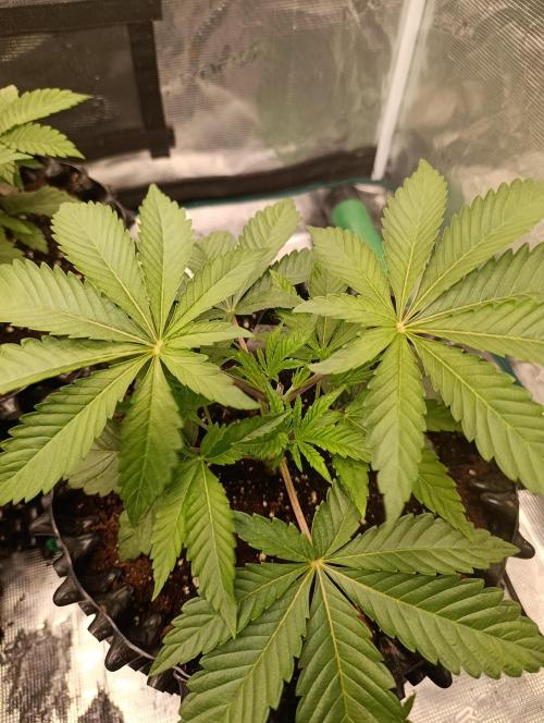 Cherry strudel Sherbisnky/Sensi seeds. Week 4