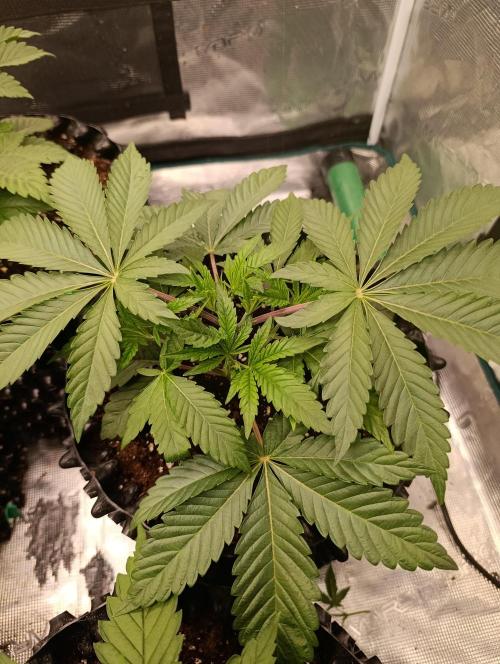 Cherry strudel Sherbisnky/Sensi seeds. Week 4