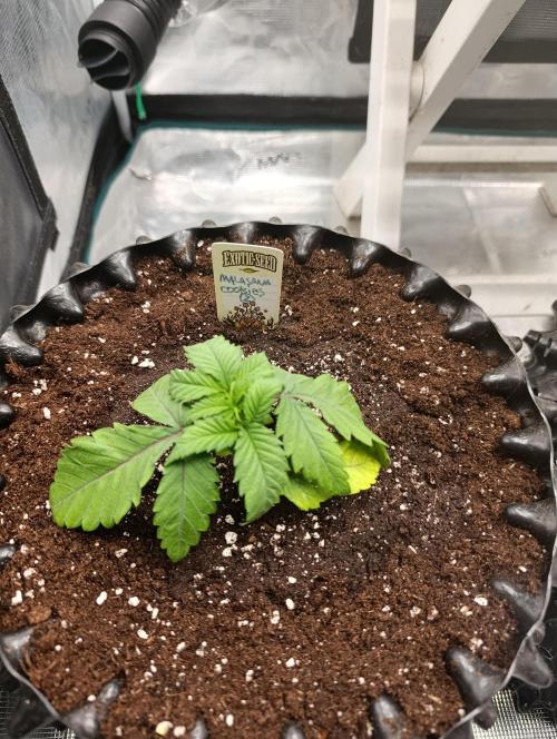Malasana cookies/Exotic seeds. Week 4