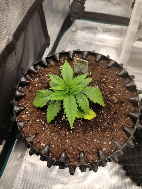 Malasana cookies/Exotic seeds. Week 4