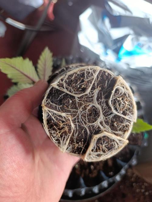 Malasana cookies/Exotic seeds. Week 4