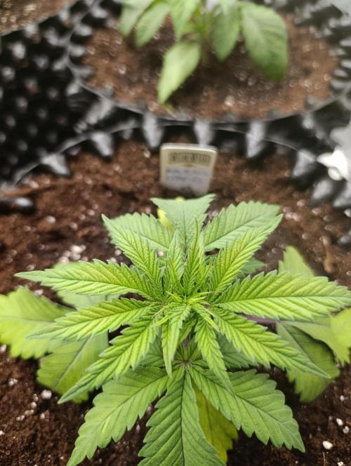 Malasana cookies/Exotic seeds. Week 4