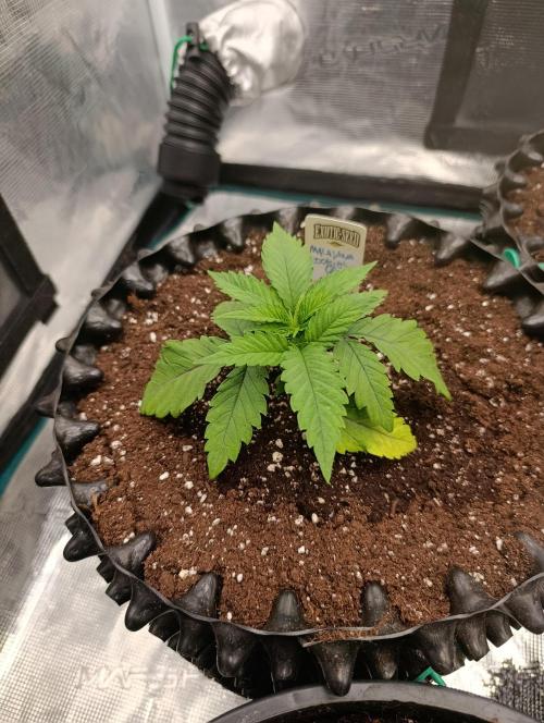 Malasana cookies/Exotic seeds. Week 4