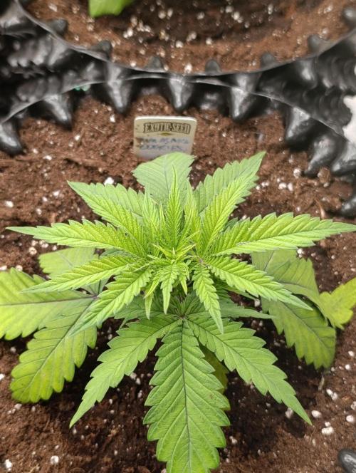 Malasana cookies/Exotic seeds. Week 4