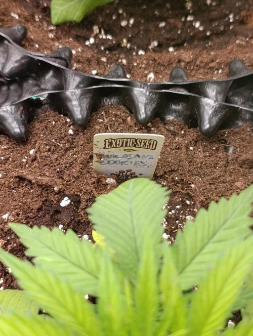Malasana cookies/Exotic seeds. Week 4