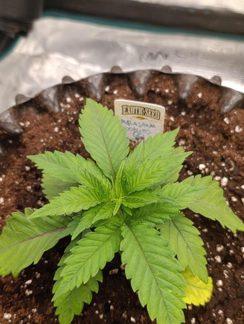 Malasana cookies/Exotic seeds. Week 4
