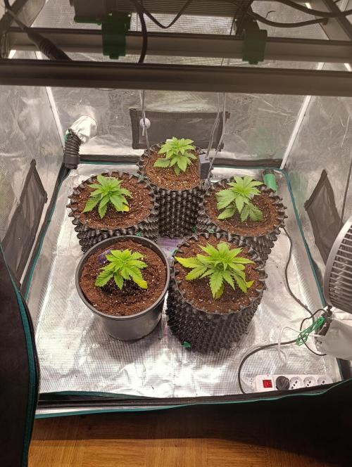 Malasana cookies/Exotic seeds. Week 4