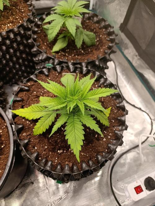 Malasana cookies/Exotic seeds. Week 4