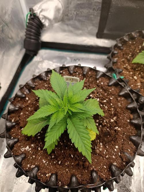 Malasana cookies/Exotic seeds. Week 4