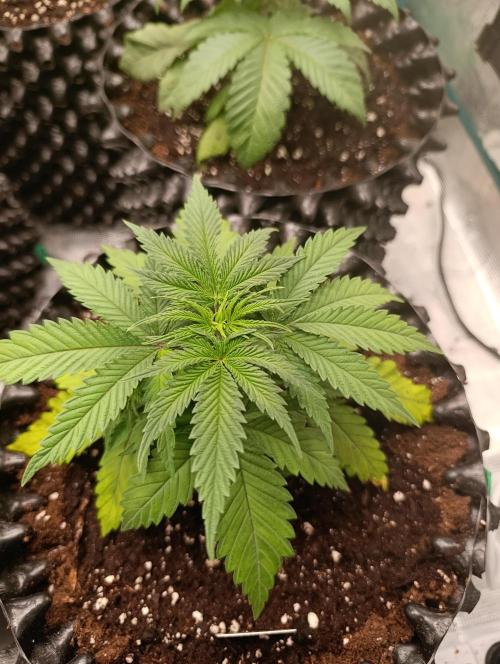 Malasana cookies/Exotic seeds. Week 4