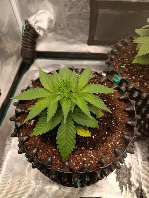 Malasana cookies/Exotic seeds. Week 4