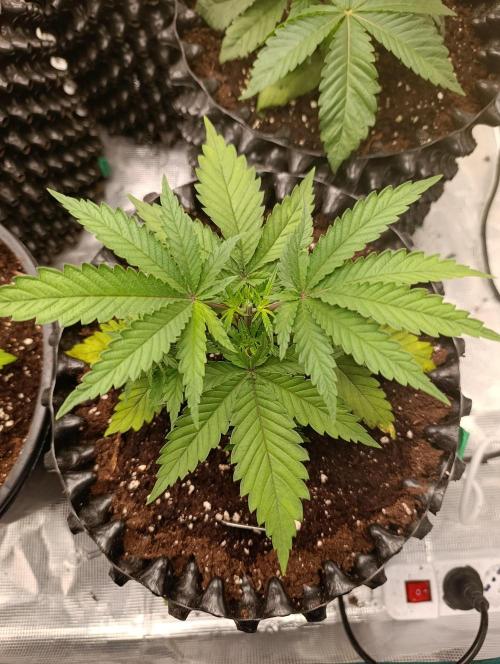 Malasana cookies/Exotic seeds. Week 4