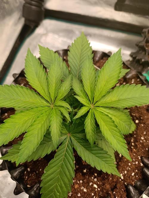 Malasana cookies/Exotic seeds. Week 4