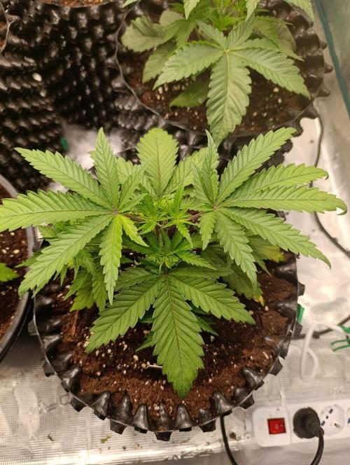 Malasana cookies/Exotic seeds. Week 4