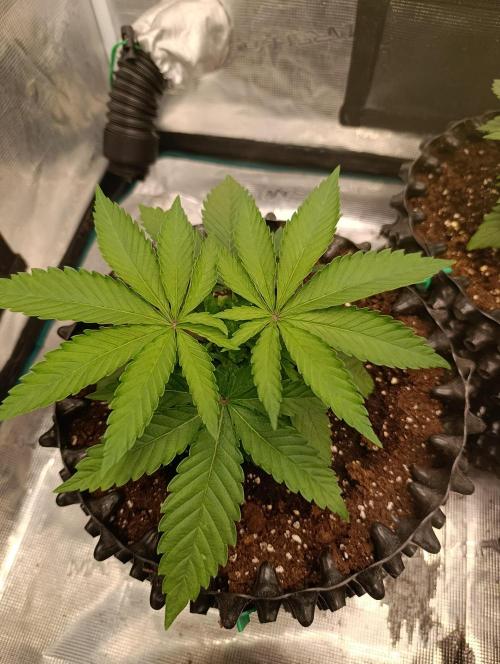 Malasana cookies/Exotic seeds. Week 4