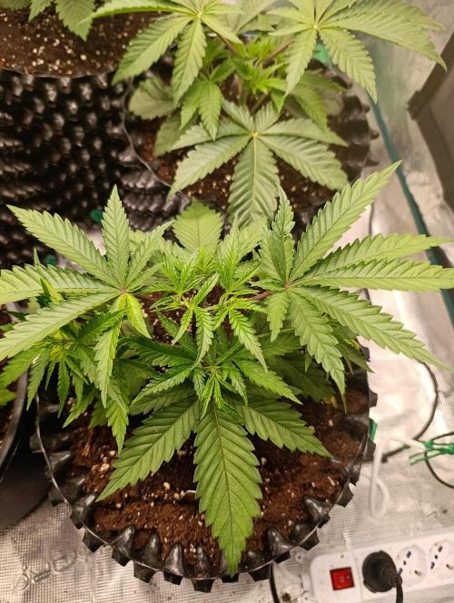 Malasana cookies/Exotic seeds. Week 4