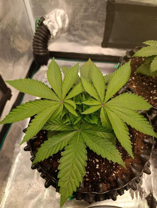 Malasana cookies/Exotic seeds. Week 4