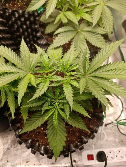 Malasana cookies/Exotic seeds. Week 4