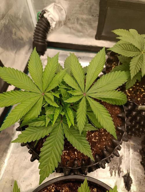 Malasana cookies/Exotic seeds. Week 4