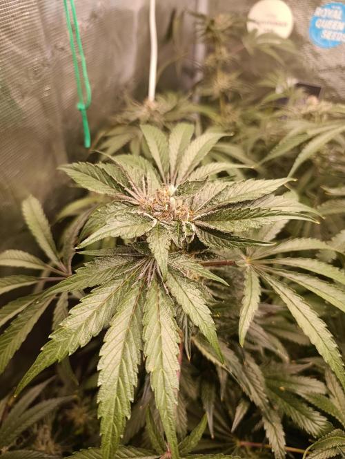 Candy breath Paradise seeds DWC. Week 13