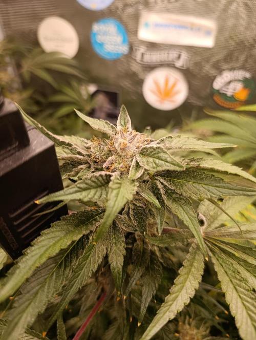 Candy breath Paradise seeds DWC. Week 13