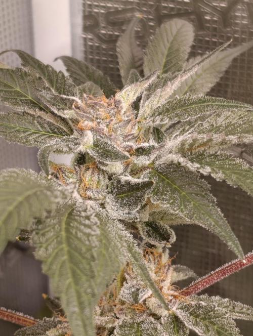 Candy breath Paradise seeds DWC. Week 13