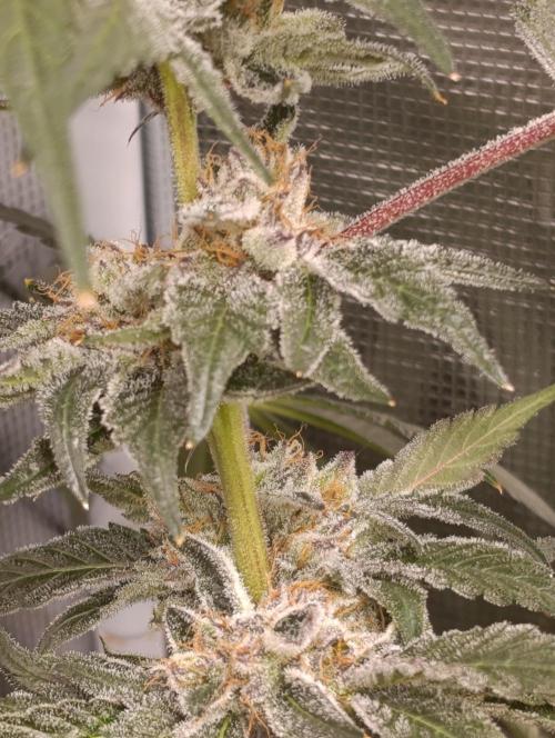 Candy breath Paradise seeds DWC. Week 13