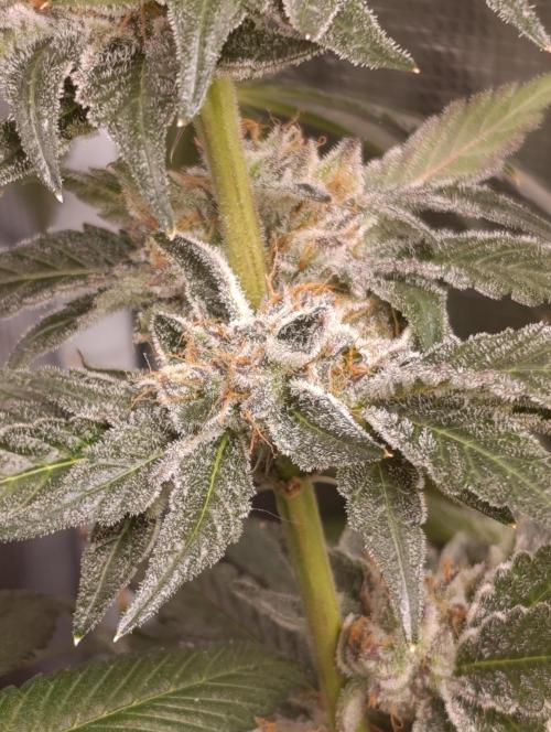 Candy breath Paradise seeds DWC. Week 13