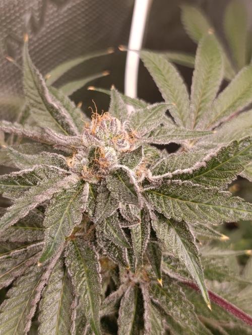 Candy breath Paradise seeds DWC. Week 13