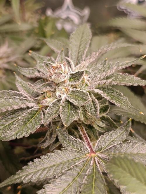 Candy breath Paradise seeds DWC. Week 13