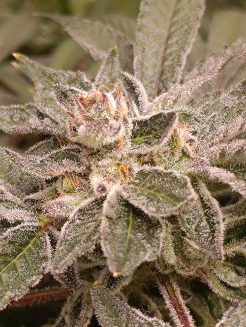 Candy breath Paradise seeds DWC. Week 13