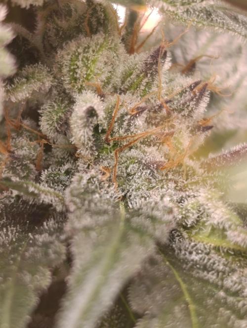 Candy breath Paradise seeds DWC. Week 13