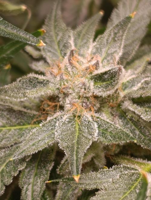 Candy breath Paradise seeds DWC. Week 13